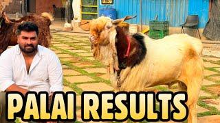 Razzak Sinan Goat Ranch Showcases “Wow” Palai Results