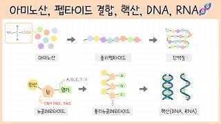 [고1 자연의 구성물질] 2강. 아미노산⎜펩타이드 결합⎜뉴클레오타이드⎜DNA⎜RNA