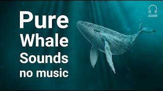 Stress Relief Relaxing Meditation Whale Sounds [NO MUSIC] for deep sleep