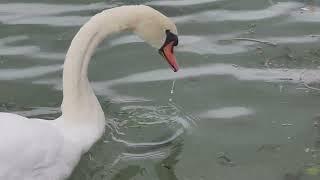 Elegant Mute Swan Gliding on the Seine River in Paris 2024