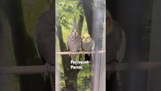 Two Cute Parrots: Joy and Charm in Your Home #parrot #parrotvideo #vlog #belgian #travel