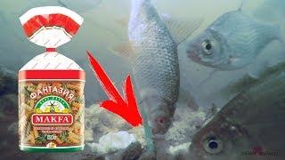 РЫБА НАКИНУЛАСЬ НА МАКАРОНЫ! Подводная съемка