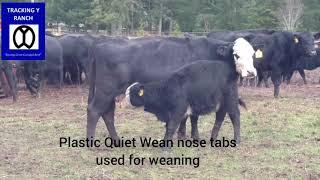 Quiet weaning with plastic nose tabs