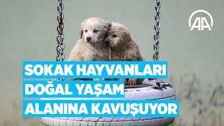 Sokak hayvanları doğal yaşam alanına kavuşuyor