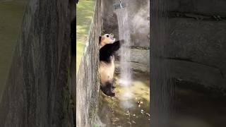 Fighting with water #panda #cute #fyp #viralshorts #yuai #funny #playful #animals #pandalover