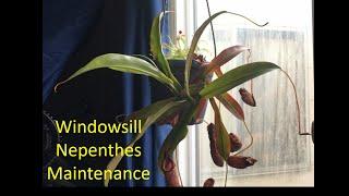 Windowsill Nepenthes spectabilis x ventricosa Maintenance