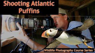 How To Photograph Atlantic Puffins