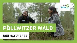 Einblicke in den Pöllwitzer Wald | DBU Naturerbe