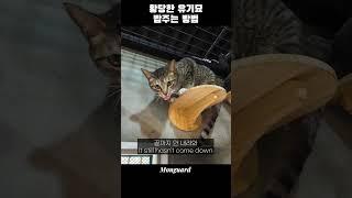 황당한 유기묘 밥주는 방법