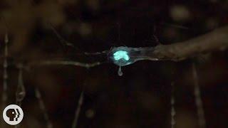 These Carnivorous Worms Catch Bugs by Mimicking the Night Sky  | Deep Look