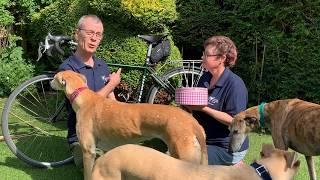 Forever Hounds Trust's Dreamteam! Meet the rescue volunteers!