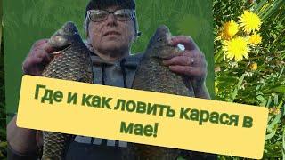 Как и где ловить карася в мае !Карась в мае.