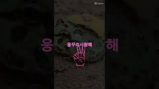 꾸리꾸리