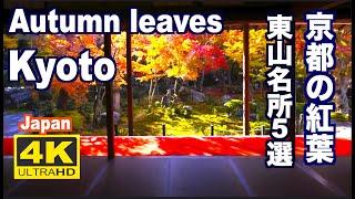 4K 京都の紅葉 JAPAN  Autumn Leaves Kyoto 京都観光 旅行 清水寺 東福寺 永観堂  圓光寺 Travel