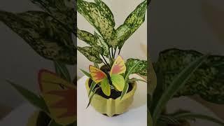 ️️Green corner ️️ #plant #greenplants #gardeninglovers #goodvibes