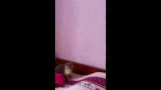 Мой котенок играет с зайчиком! Kitty playing :)))