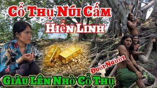 Kỳ Lạ cổ thụ Núi Cấm hiển linh đuổi người ( Giàu Lên nhờ Cổ Thụ | Châu Phú Area 51 Thiên Cấm Sơn