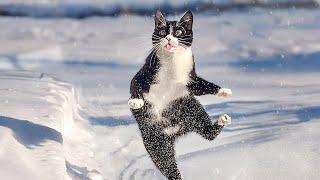 Cat's First Snow!  Funny Cat Moments