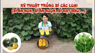 Hướng dẫn kỹ thuật, cách trồng bí các loại (bí ăn non, bí hạt đậu, bí ăn ngọn, bí đỏ trái lớn,...)