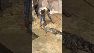 They catch crocodiles with magic hooks, it makes it easy.#shorts #short #subscribe #shortsfeed
