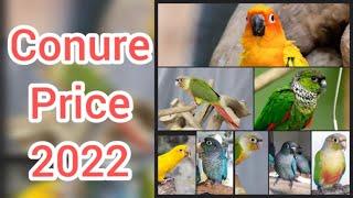 conure price 2022