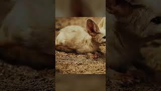 El fennec zorro  del desierto #shorts #fennec #zorro #desierto  #animales #africa