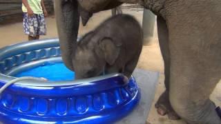 Baby Elephant Bath Time Part2  - ElephantNews