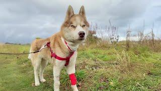 Chained to guard store, cancer-stricken Husky begs owner to relieve him of his pain