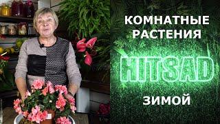 Про комнатные растения Hitsad TV