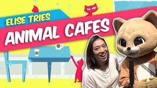 Do Raccoon Cafes Go Too Far? | Elise Tries | NPR