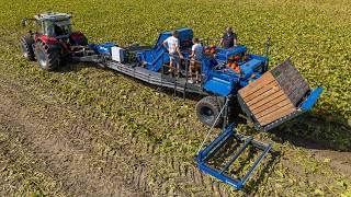 Fully automatic pumpkin harvest | Cool labour saving farming | Lemac from Holland