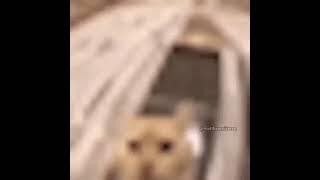 Cat Say omg #fypシ #meme #funny #cat #cats #silly