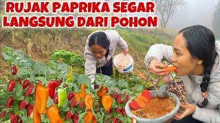 PETIK PAPRIKA LANGSUNG BIKIN RUJAK DI KEBUN