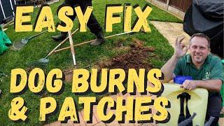 How To FIX Dog Wee Burns & Patches In Your Lawn