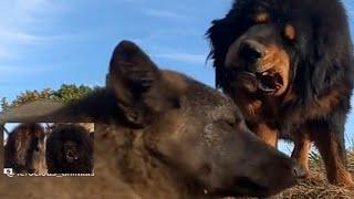 TIBETAN MASTIFF vs WOLF FEEDING | TIBETAN vs WOLVES GRABBING FOOD #tibetanmastiff #wolves