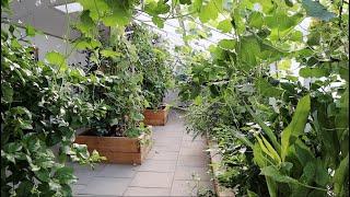 Naturally Cool: Greenhouses In The Summer Heat