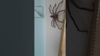 Huntsman Spider Australia