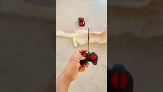 The World’s Fastest RC Car #racing #rccar #rccarpro #catvideos #shorts