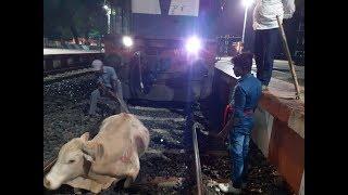 The Cow on Railway Track Loco Pilot stop train with emergency braking and safely stop before cow