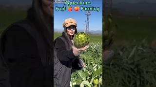 How to Fruit farming agriculture///#farming #agriculture #agriculturefarming #fruitfarming