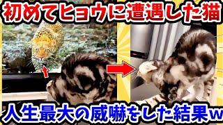 【2ch動物スレ】初めてヒョウに遭遇した猫 → 人生最大の威嚇をした結果www