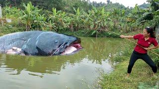 How to catch big fish in pond, harvest more bananas to sell at the market, my daily life