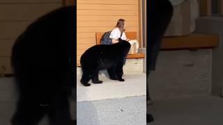 Funny Bears | Bear Attack | Polar Bear | Funny Animals #shorts #bear #funnybear #grizzlybear