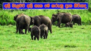 details of the elephant family #SL WILD TV