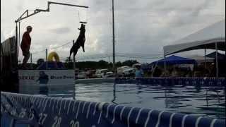 Dixie Dock Dogs Extreme Vertical @ Rucker Pet