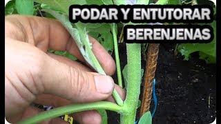 Como Podar Y Entutorar Las Berenjenas || Cultivo Berenjenas || La Huertina De Toni