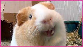 Best guinea pig noises of the wheek! (2021 Week 29)