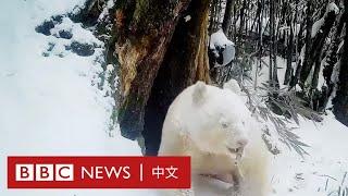 中國四川臥龍首次公開白色大熊貓影像－ BBC News 中文