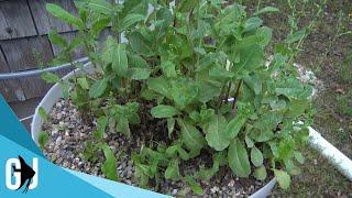 #507: Aquaponics Harvest and Moving Goldfish Indoors - Update Monday