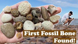 Diverse Fossils From the Baltic Sea (+Super lucky find!)